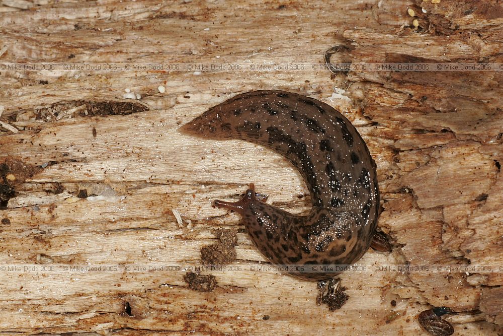 Limax maximus Great grey slug