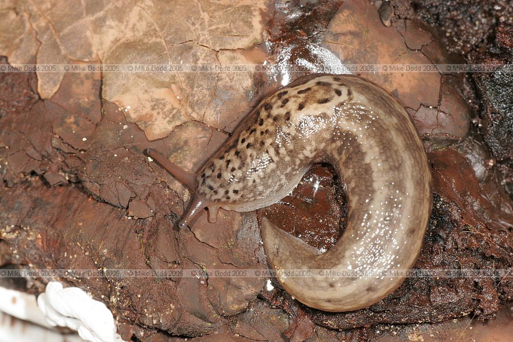 Limax maximus Great Grey Slug