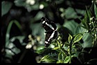 Limentitis camilla White admiral butterfly