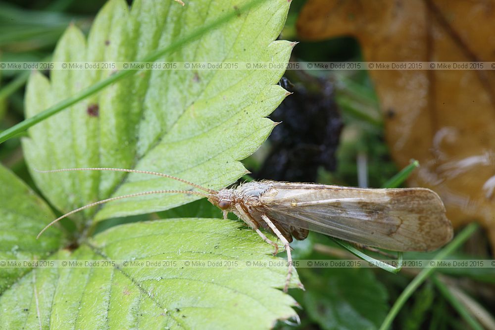 Limnephilus marmoratus