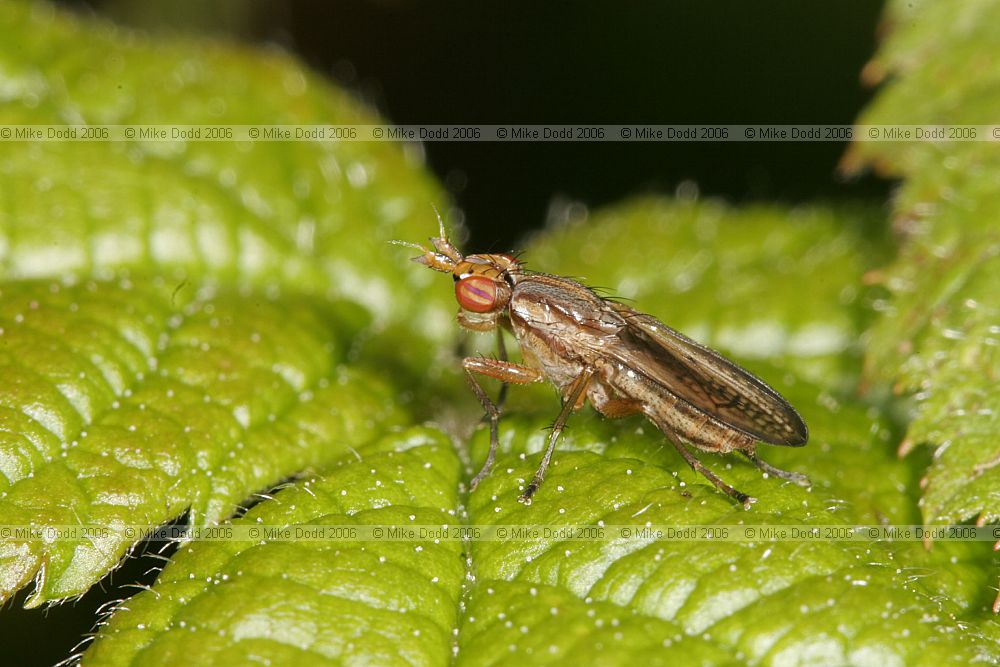 Limnia unguicornis snail killing fly