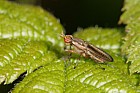 Limnia unguicornis snail killing fly
