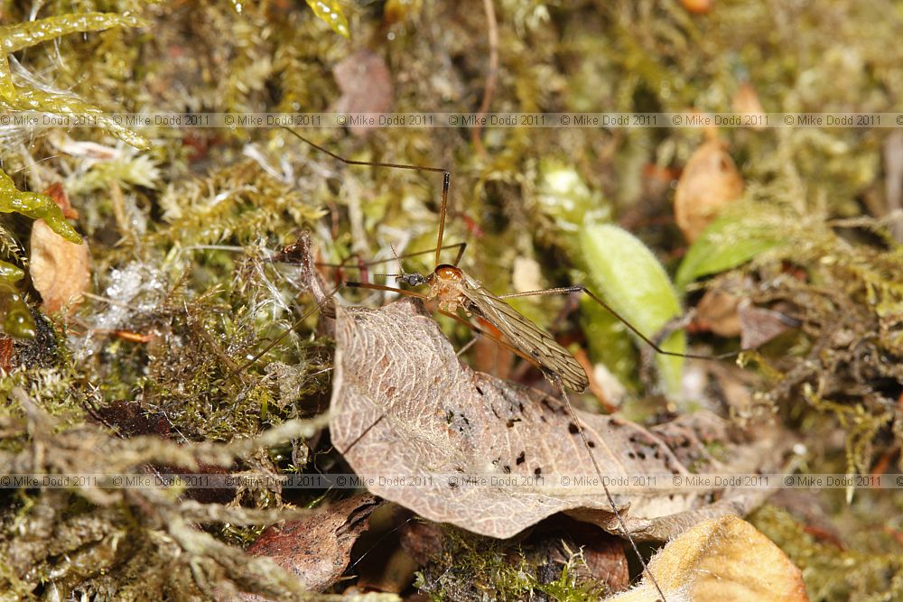 Limonia nigropunctata