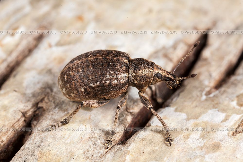 Liophloeus tessulatus weevil