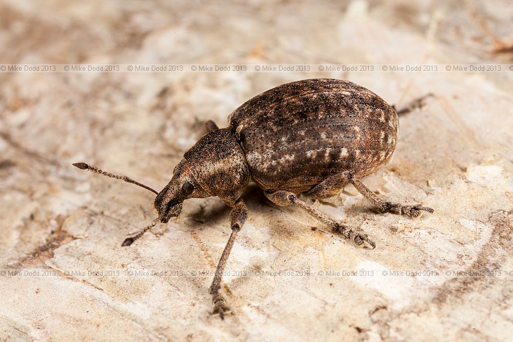 Liophloeus tessulatus weevil