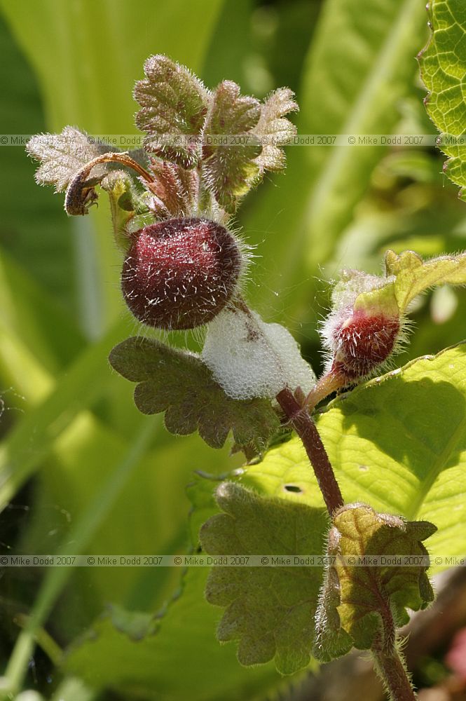 Liposthenus latreillei galls on ground ivy