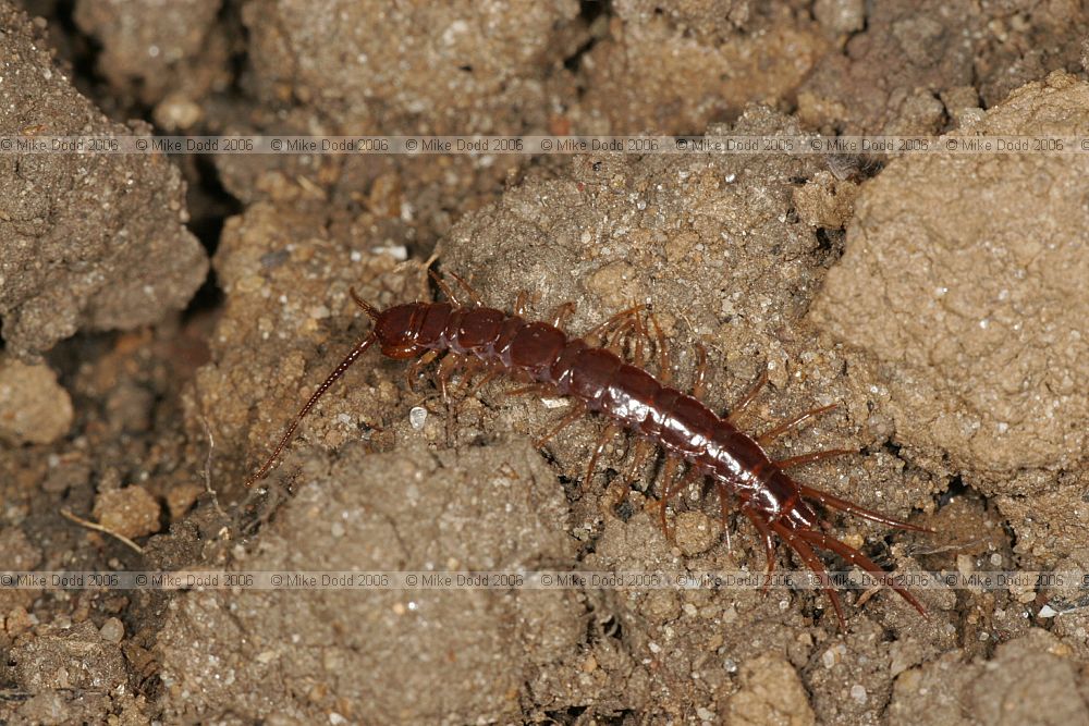 Lithobius Centipede