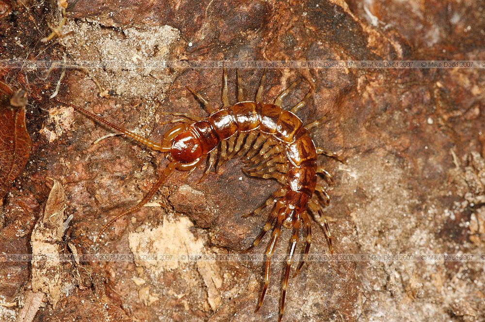Lithobius Centipede