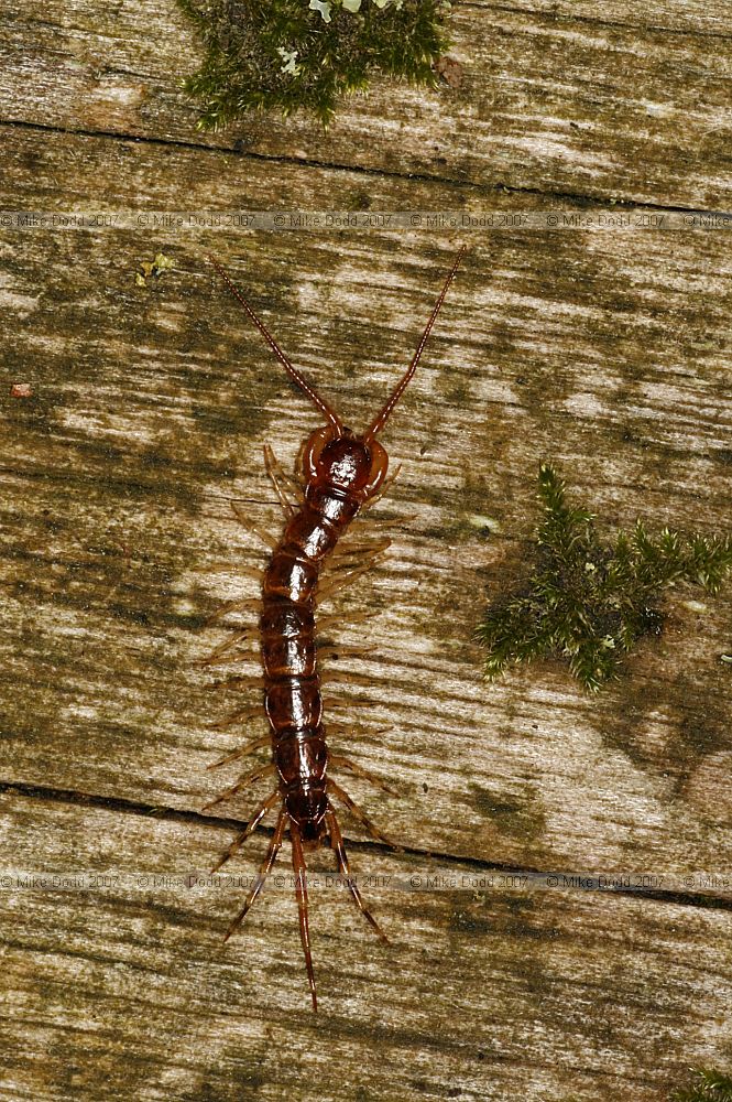 Lithobius Centipede