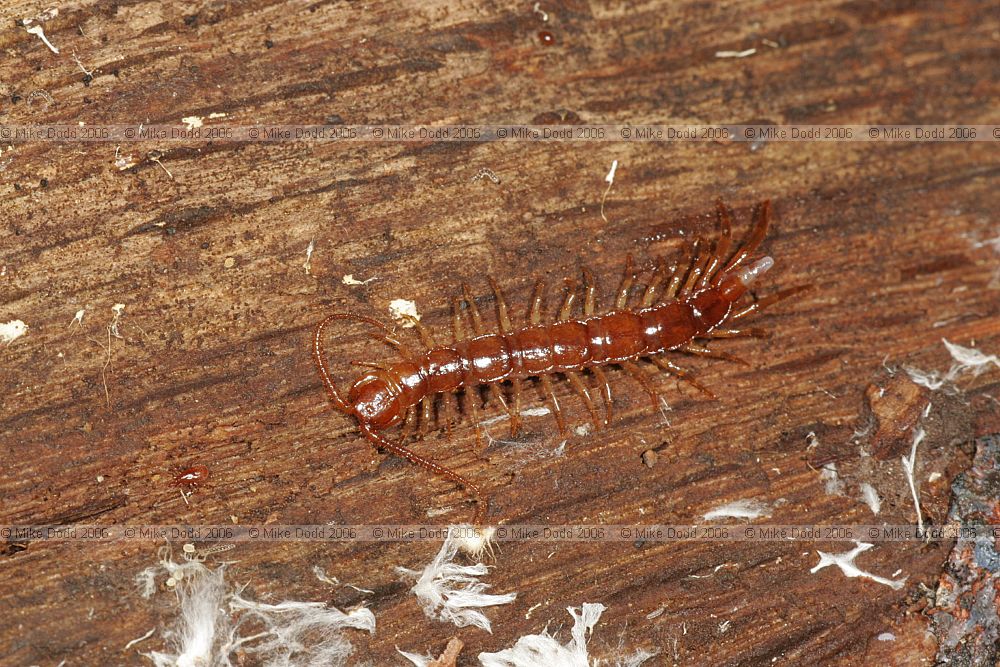Lithobius centipede