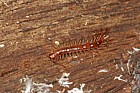 Lithobius centipede