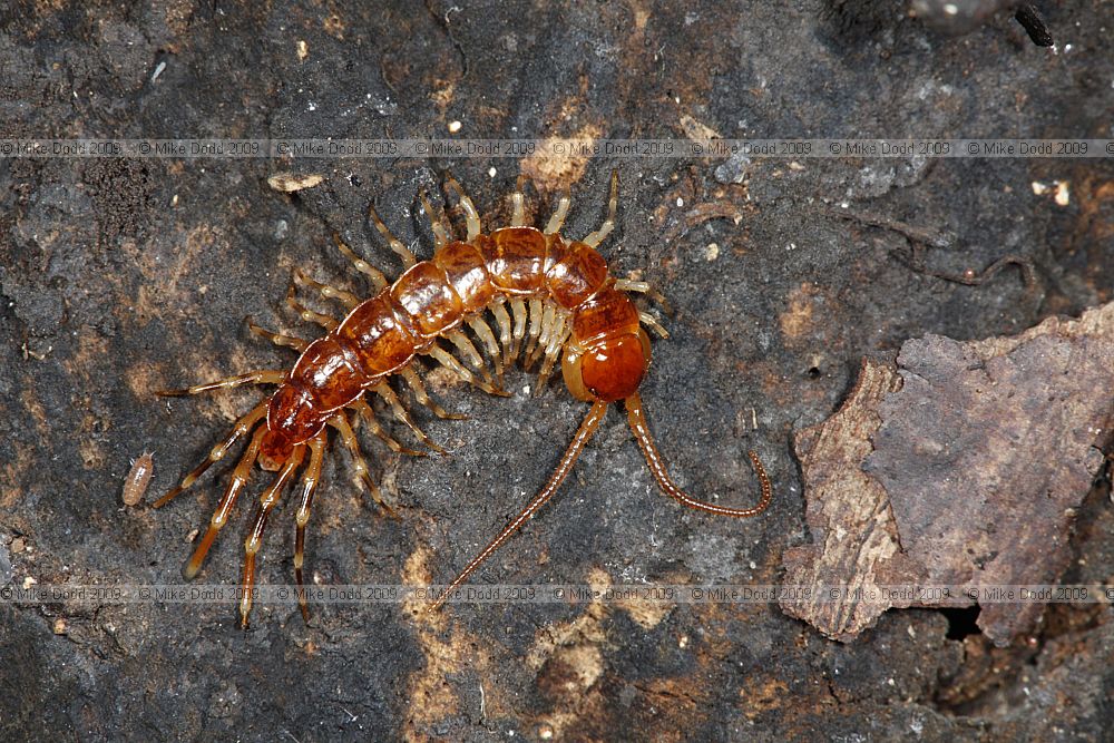 Lithobius variegatus