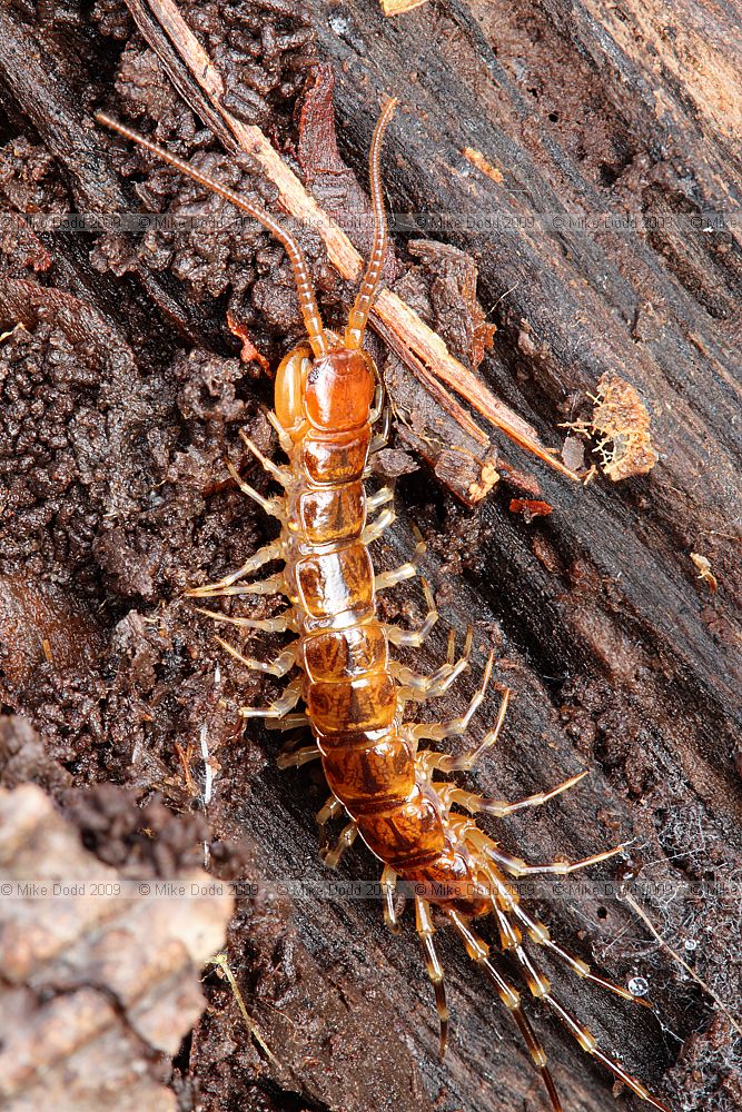 Lithobius variegatus Centipede