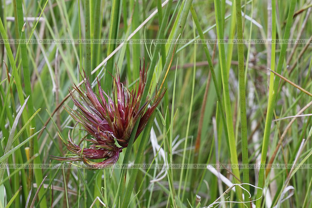 Livia juncorum gall on Juncus acutiflorus