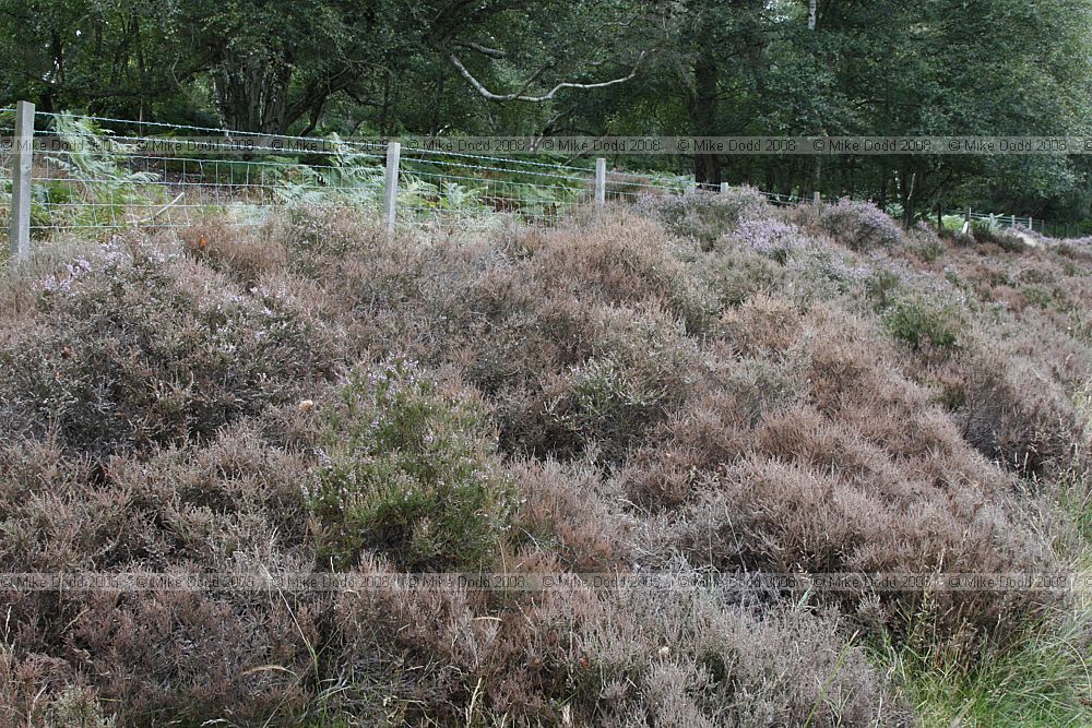 Lochmaea suturalis Heather beetle damage on heather Calluna vulgaris