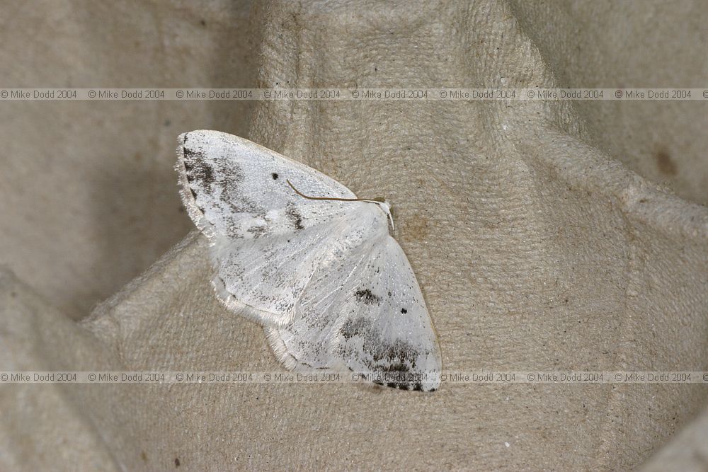 Lomographa temerata Clouded Silver