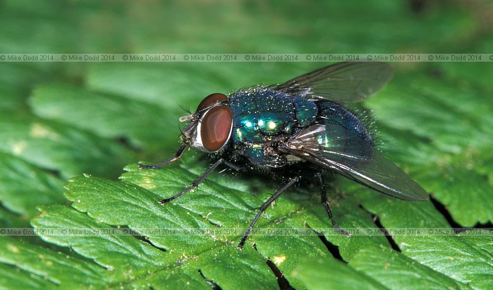 Lucilia caesar Greenbottle