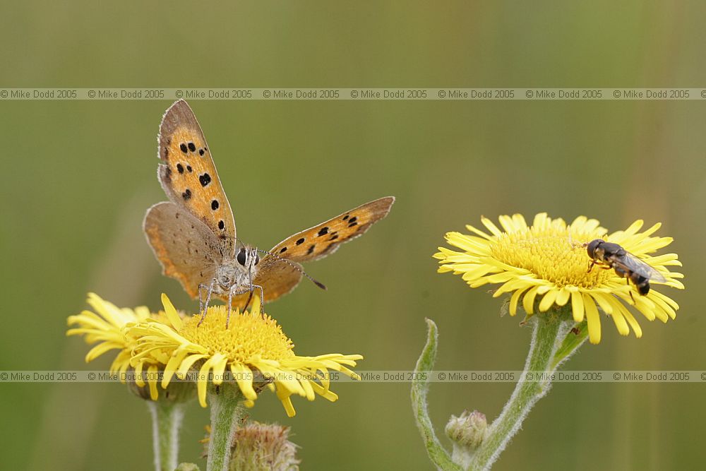 Lycaena phlaeas Small copper butterfly on Pulicaria dysenterica common fleabane