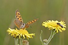 Lycaena phlaeas Small copper butterfly on Pulicaria dysenterica common fleabane