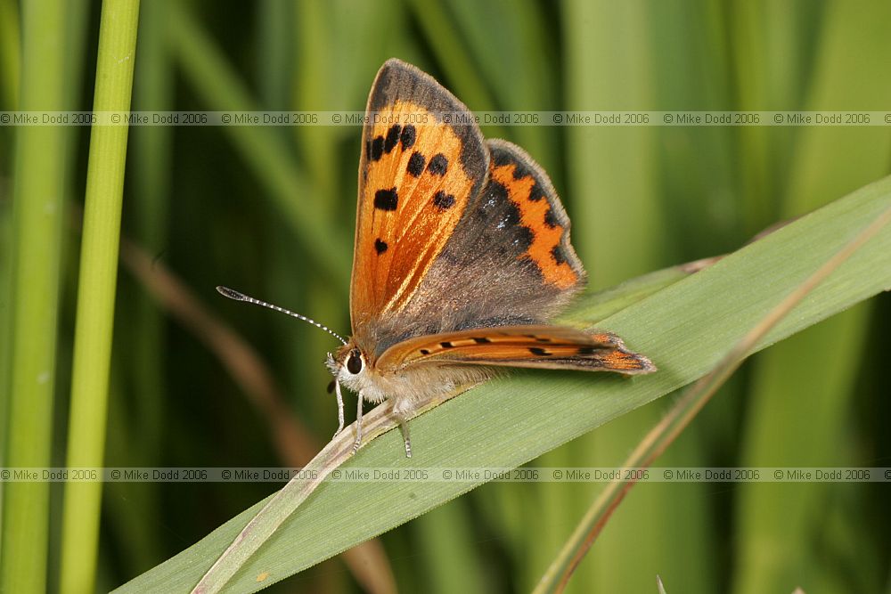 Lycaena phlaeas Small copper