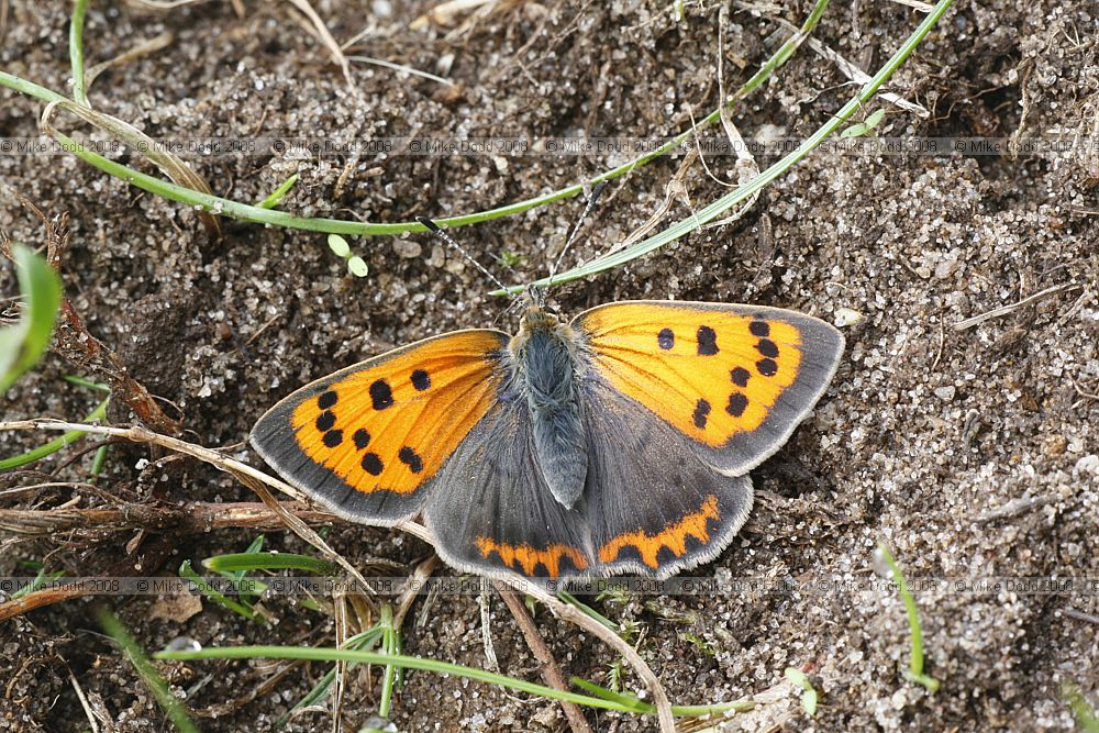 Lycaena phlaeas Small copper