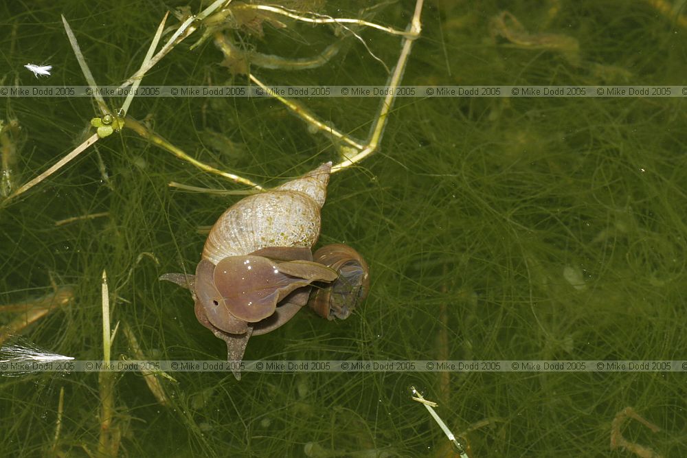 Lymnaea pond snail