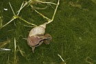 Lymnaea pond snail