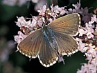 Lysandra coridon Chalkhill blue butterfly female