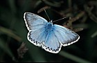 Lysandra coridon Chalkhill blue butterfly male
