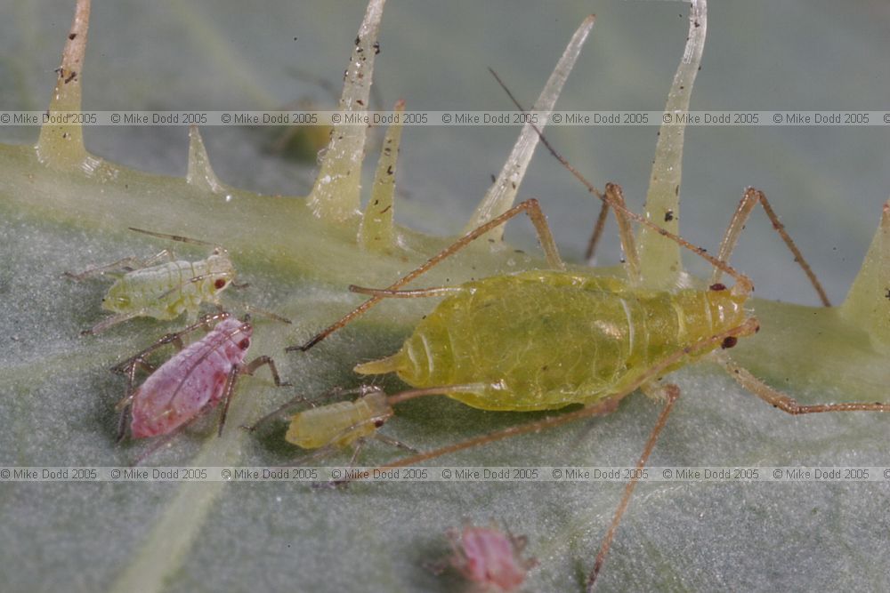 Macrosiphum euphorbiae(?) Aphids on prickly lettuce