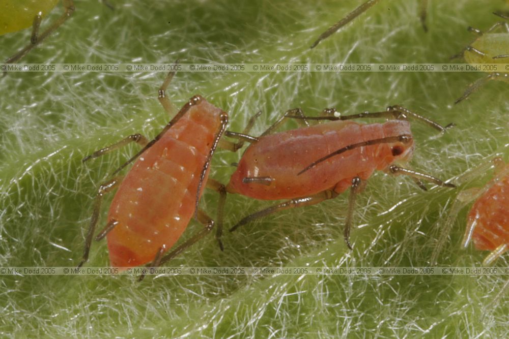 Macrosiphum rosae Aphids on rose