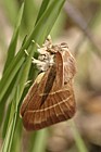 Macrothylacia rubi Fox moth