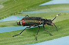 Malachius bipustulatus Malachite beetle