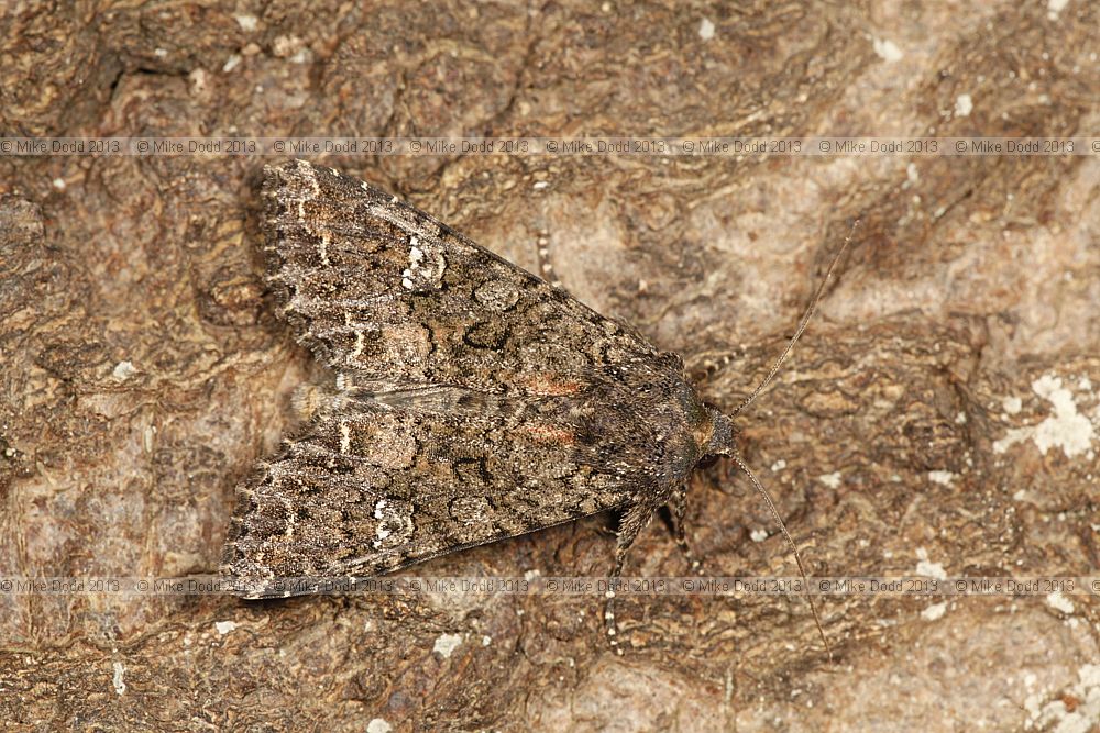 Mamestra brassicae Cabbage Moth