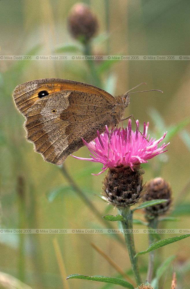 Maniola jurtina Meadow brown butterfly