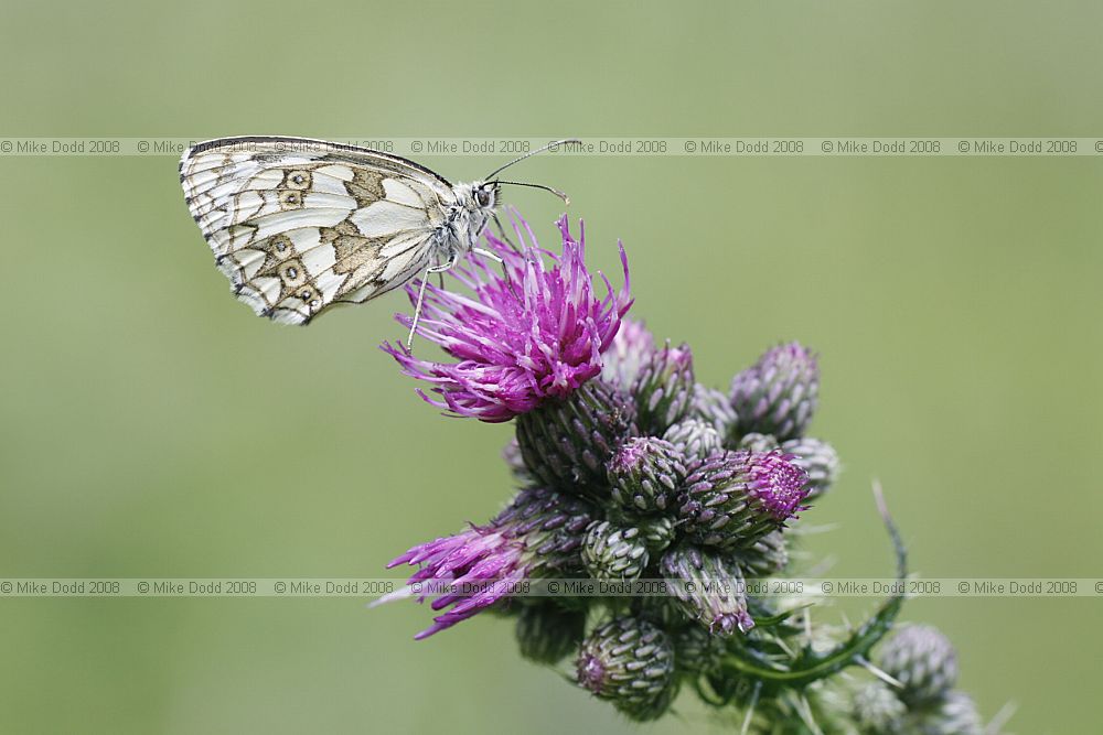 Melanargia galathea Marbled white