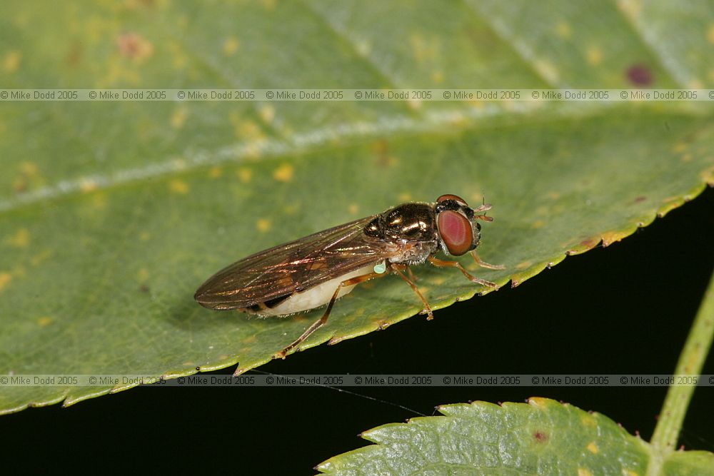 Melanostoma scalare female