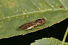 Melanostoma scalare female