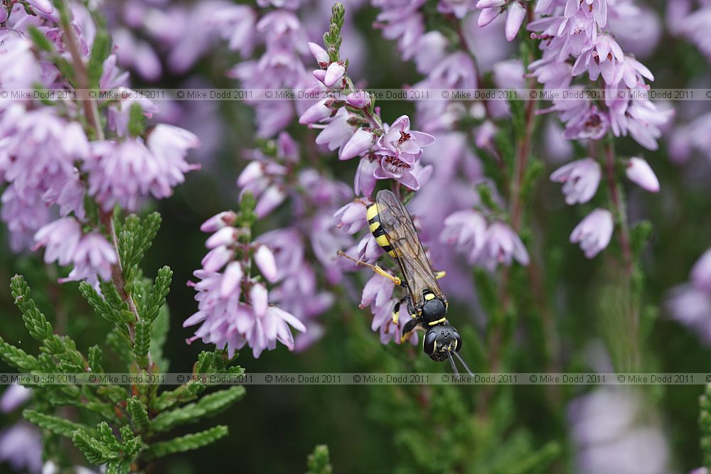 Mellinus arvensis Field Digger Wasp