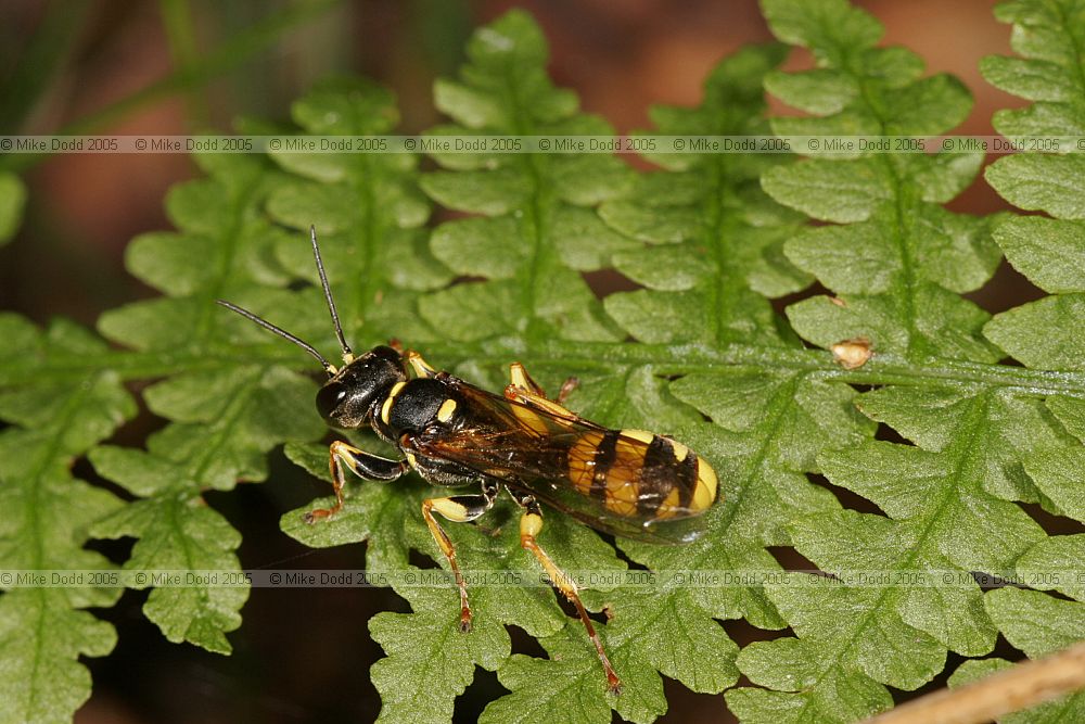 Mellinus arvensis