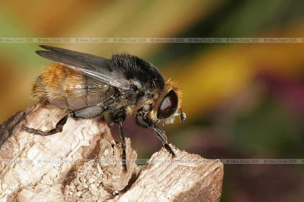 Merodon equestris