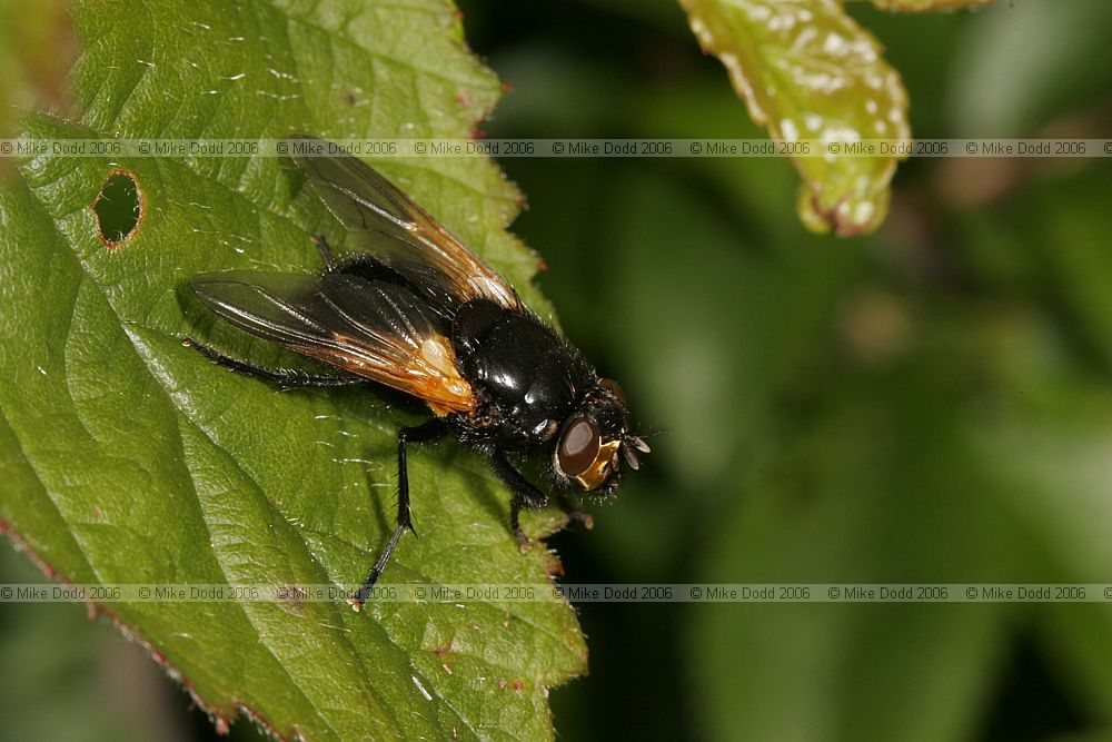 Mesembrina meridiana