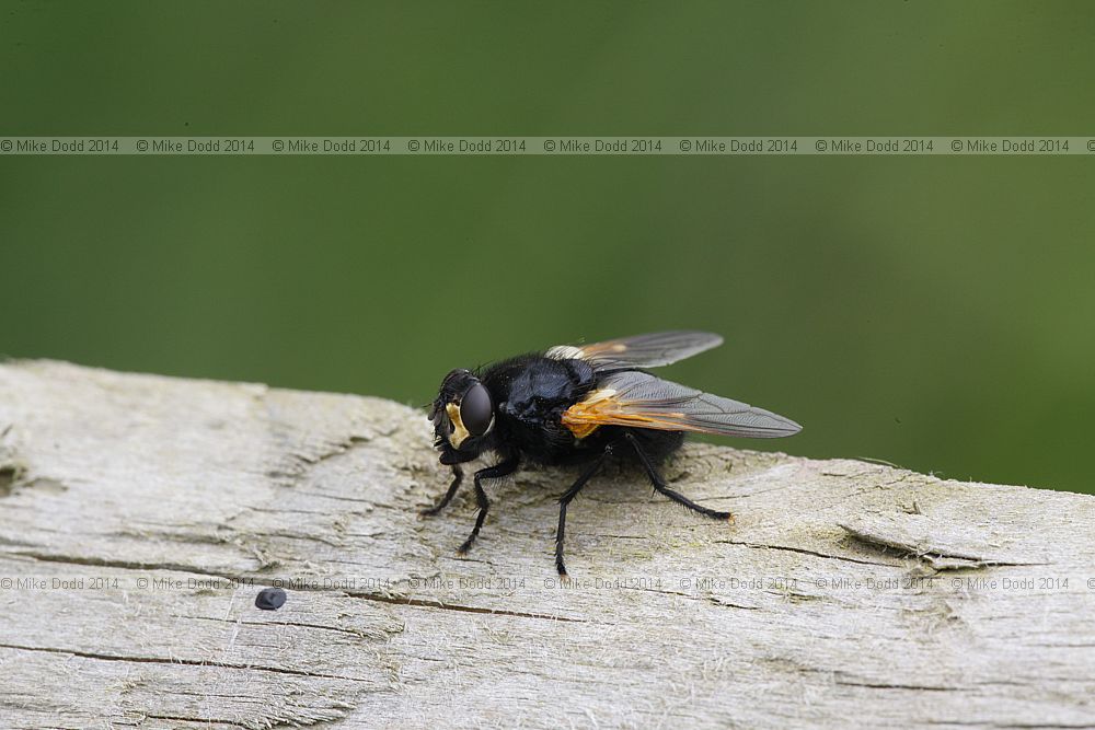 Mesembrina meridiana