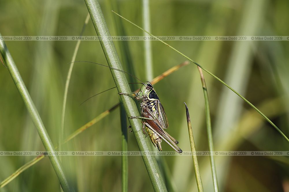 Metrioptera roeseli Roesel's bush-cricket