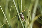 Metrioptera roeseli Roesel's bush-cricket