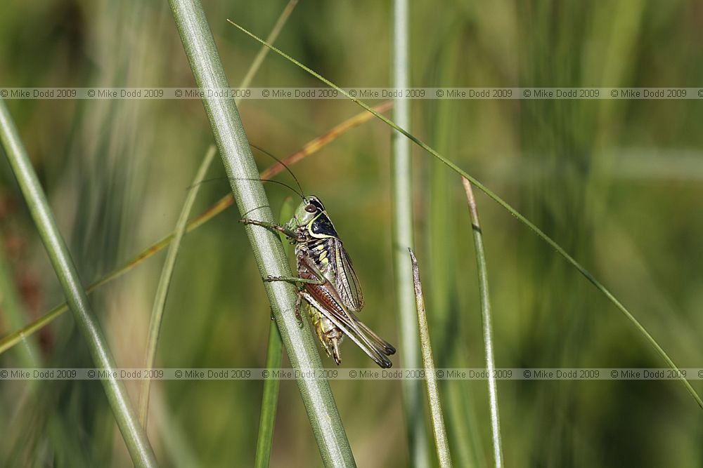 Metrioptera roeseli Roesel's bush-cricket
