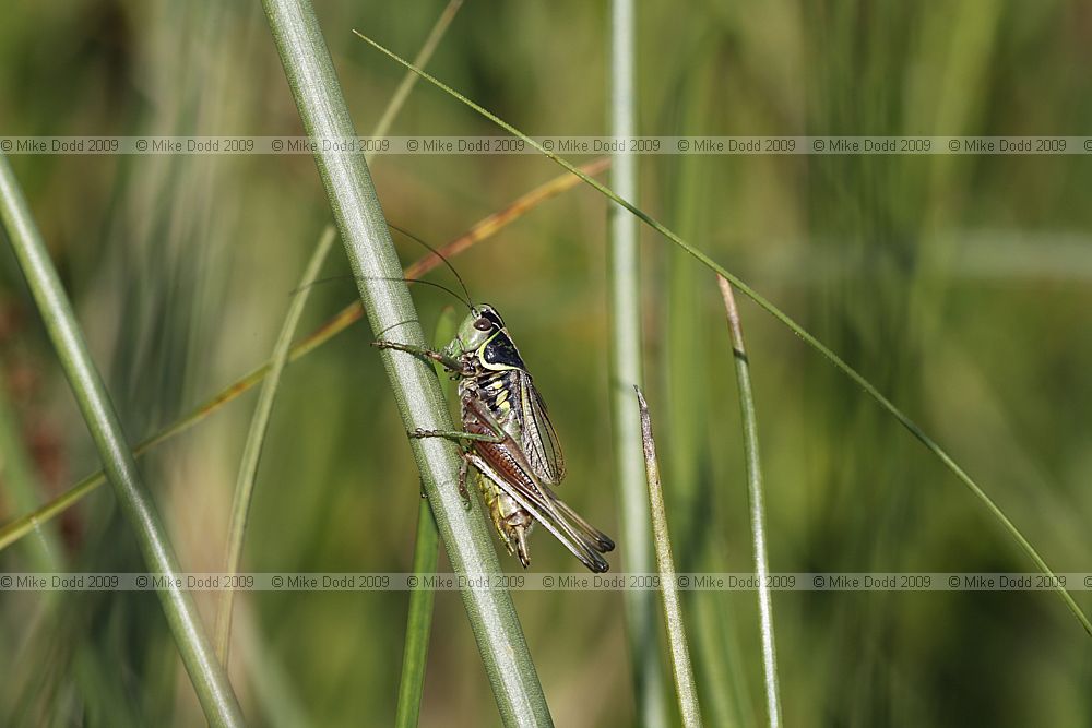 Metrioptera roeseli Roesel's bush-cricket
