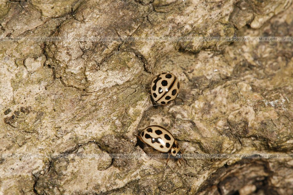 Micraspis 16-punctata 16-spot ladybird