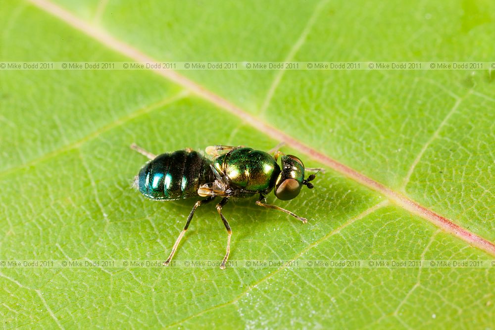 Microchrysa polita Black-horned Gem