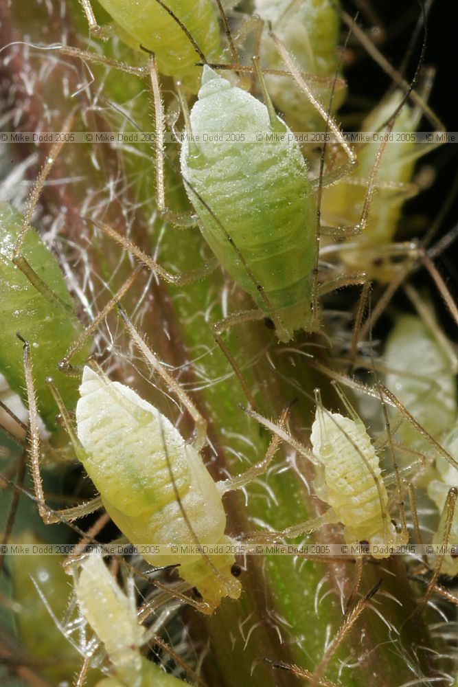 Microlophium carnosum aphids on nettle